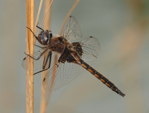Male
2010_04_17_Charlton